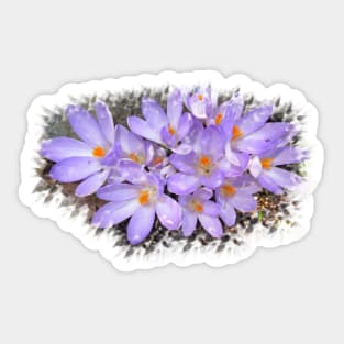 purple crocuses, crocus, spring flowers, bloom Sticker